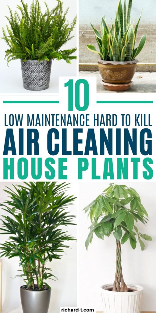 10 Air Cleaning Plants